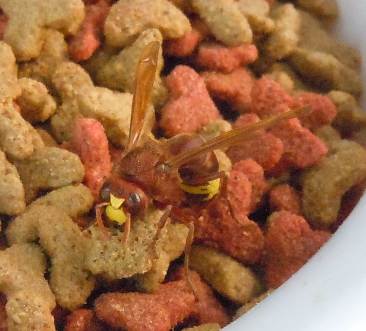 Vespa orientalis? S, Vespidae